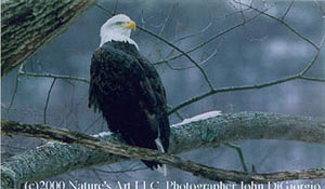 Bald Eagle - John DiGiorgio