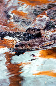 Otters - John DiGiorgio